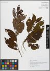 Foto von Salix hastata L. x Salix silesiaca Willd.